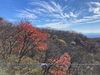 「紅葉の那須高原に来ました🍁」