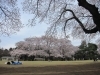 桜 桜 楽農だより さやまルシェ 狭山市