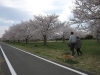 桜 桜 | 楽農だより | さやまルシェ[狭山市]