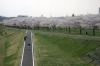 桜 桜 | 楽農だより | さやまルシェ[狭山市]