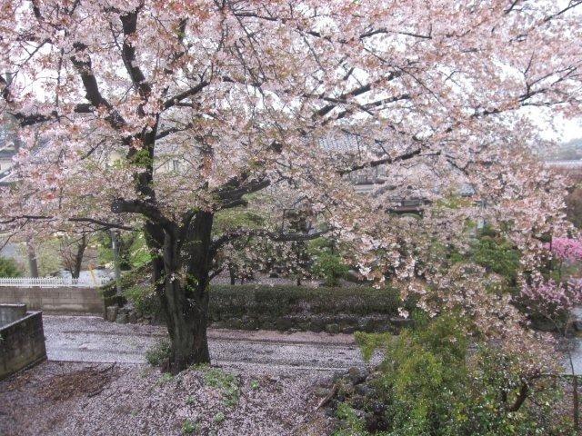 桜は雨に打たれている姿も風情があっていいものです。　ハラハラ散る花びらが雪のように積もっていきます。