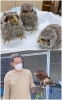 害鳥駆除追い払いを担当する鷹「フクロウ販売 ドン,ネイチャー」