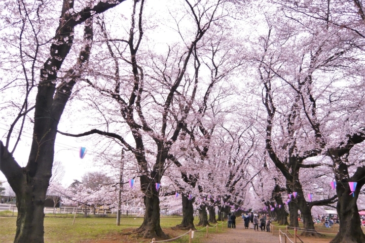 伊奈町の桜がきれいなお花見スポットをめぐってみた 編集部が見た 伊奈町の明るいニュース いなナビ 伊奈町