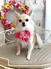 ラムちゃん「わんこと秋桜」