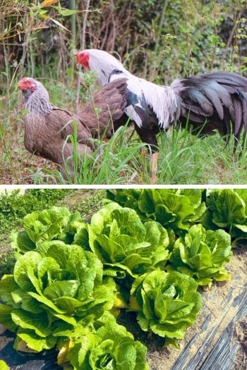 平飼いされている日本純粋和鶏（上）　自然農法で育てた野菜（下）「玉卵ファーム88カフェ」
