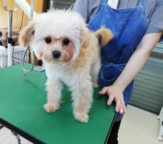 「子犬パピーちゃんのトリミング♪社会化HappyTail新潟犬の保育園」