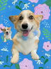 「Dog salon mofu mofu　余市町」