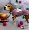 「犬に洋服は必要でしょうか？」