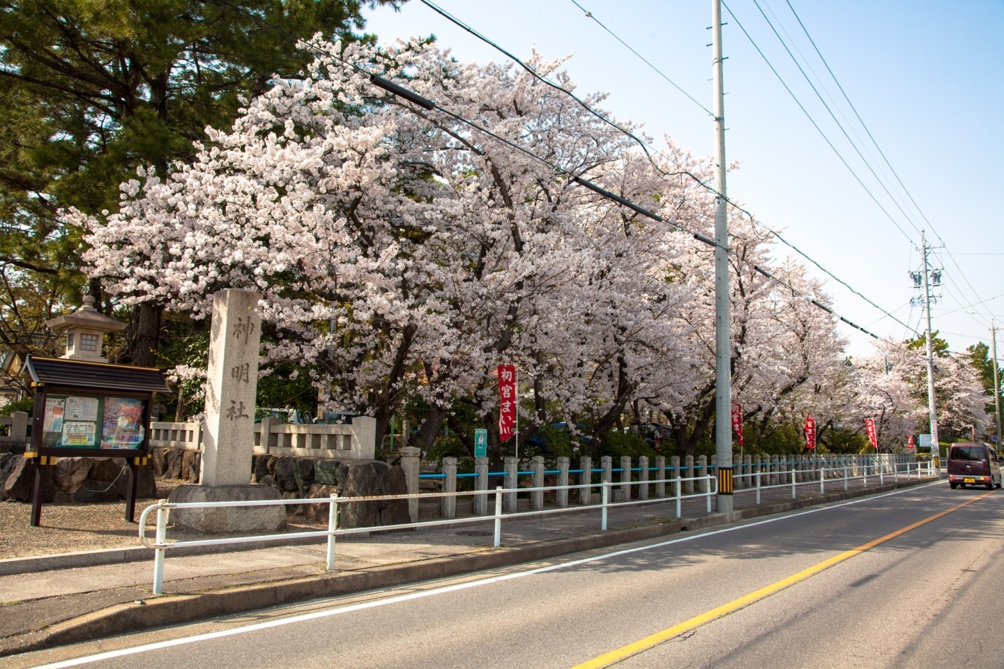 中山神明社の桜