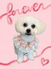 「Dog salon mofu mofu　余市町」