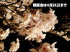 「銭淵公園観桜会！夜の幻想的な景色に感動。」