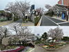 「ぐるっと一周❗️葛飾区内のお花見スポット🌸桜14選～東京葛飾で春を堪能～2024年4月4日（金）撮影！【1日で巡る葛飾一周桜企画】」