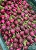 「美味しいお野菜の情報です【採れたてご褒美便】」