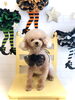 てんくん「Ｈappy Halloween🎃」