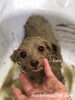 はなちゃんパック中〜「秋のオプションキャンペーン　（╹◡╹）」