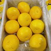 「そんな目で見つめないで… 宮崎県産「日向夏(ひゅうがなつ)」」が入荷していますよ～。」