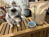 早く食べたいエマてんちょ。「Dankeドッググッズショップ＆サロン 〖Newパーティアニマル 待望の入荷✨〗」