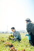 原田ファーム　収穫祭「第26回収穫祭　5/24 NO104」
