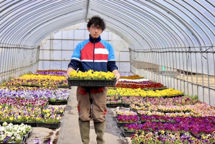 「やしき花園」恵庭市島松で花苗・野菜苗を直売しています！