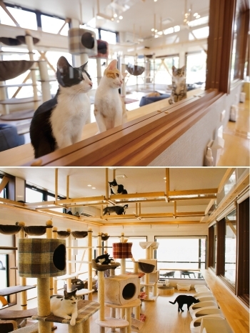ガラスの向こうでのびのびと過ごすネコたちの姿に癒されます。「かぎのしっぽ SAKURAZAKA Cafe」