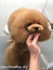 「秋のオプションキャンペーン　(^-^)」