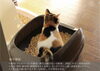 「愛猫との快適な暮らしを叶えるリフォームポイント」