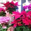 ポインセチアやシクラメン「【はなや皆生ホック店】鮮やかな冬の花たち♪」