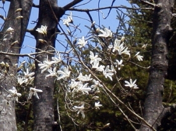 枝いっぱいの白い花からは甘い香りが