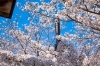 大浜陣屋広場の桜