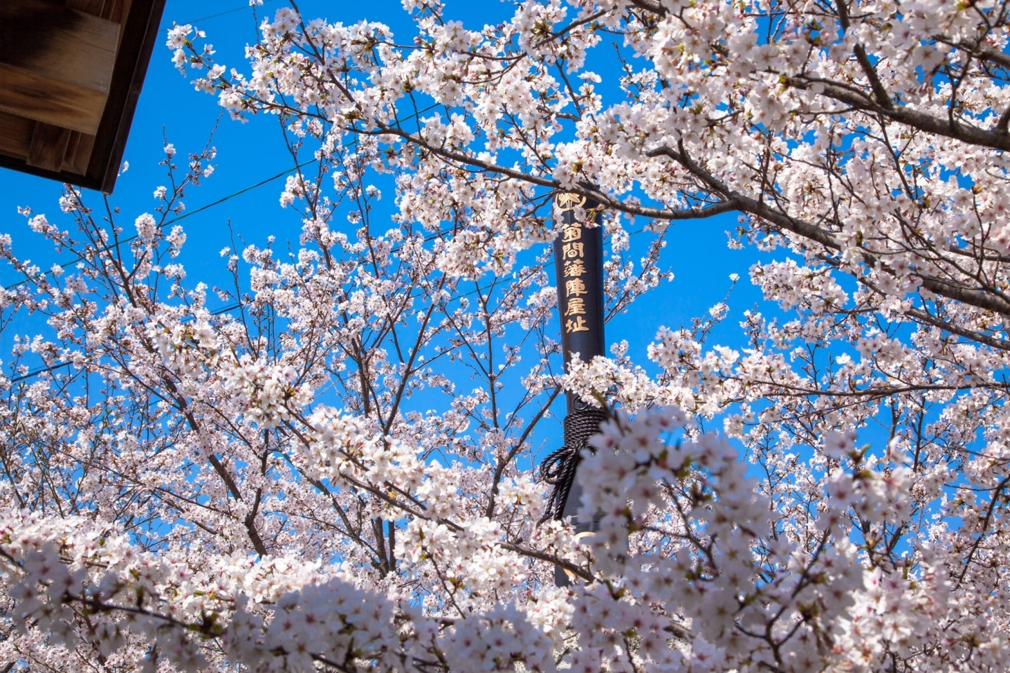 大浜陣屋広場の桜