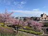 「魚魚の宿　3月11日　河津桜🌸」