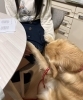 「看板犬出勤！」
