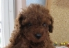 「トイ・プードル入舎しました。」