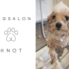 Dogsalon KNOT