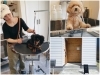 それぞれのペースに合わせカットやシャンプーを行います。「Dogsalon KNOT」