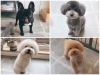 ワンちゃんの個性を活かしたカットが得意です。「Dogsalon KNOT」
