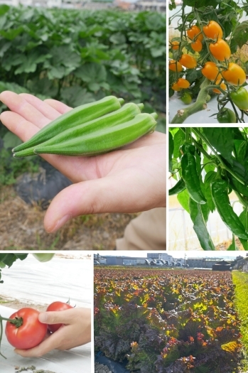 季節に応じて様々な野菜を育てています。「黒川農園」