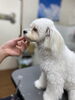 カット中も眠そうなハナちゃん♡「今日のわんちゃん☆（西京区トリミングサロン・ペットホテル・訓練）」