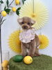 まろんちゃん「わんことレモン🍋」