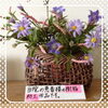 「この花、実は！・・・☆☆☆                              ～広島県三次市で優雅なファスティングを「もねこハウス」でしませんか！」