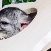 チラズランド
