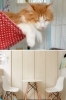 「猫カフェ ニケミンハウス」