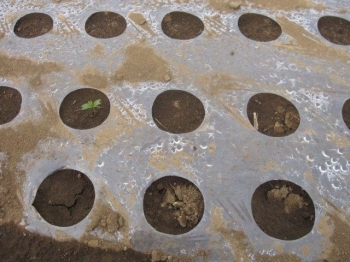 枝豆も土を押しのけて芽が出ようとしています