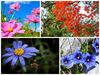 「10月の花はご存知ですか？」