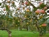 品種による味の違いも、ぜひ食べ比べてお楽しみください！「日野観光りんご園」