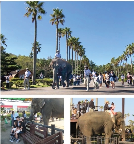 「宮崎市フェニックス自然動物園」いつ来ても楽しい♪　動物たちを身近に感じる自然動物園