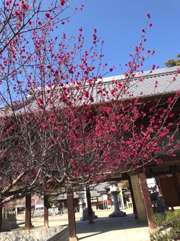 「今治市桜井も梅の見頃の季節になりました」
