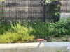 「大蓮東公園の愛護活動を実施しました――子どもたちが安全に過ごせる環境づくりへ」
