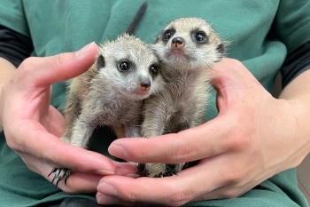 かわいい動物たちが皆様のご来店をお待ちしています♪「熱帯倶楽部 東川口本店」