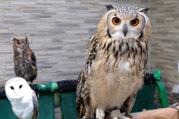 飼うからこそ知ることができるたくさんの表情や魅力があります◎「熱帯倶楽部 東川口本店」